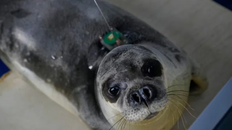 Mediterranean monk seals make remarkable return from brink of extinction