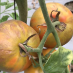 tomato-virus