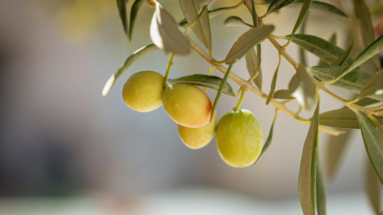 Greek olive oil in Japan: Health, heritage and authenticity
