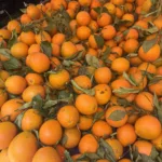 stamatina notaras (7)