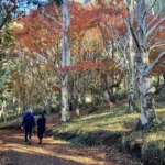 Autumnal colours will soon make way for spring