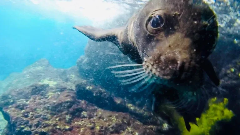 Critically endangered monk seal welcomes newborn on Karpathos island