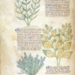 wiki herbs