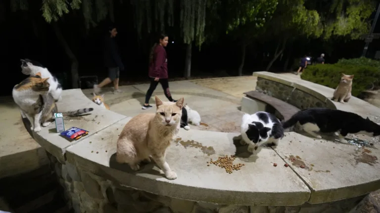Cyprus grapples with surging feral cat population