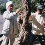_Cutting the mastic tree, Chios
