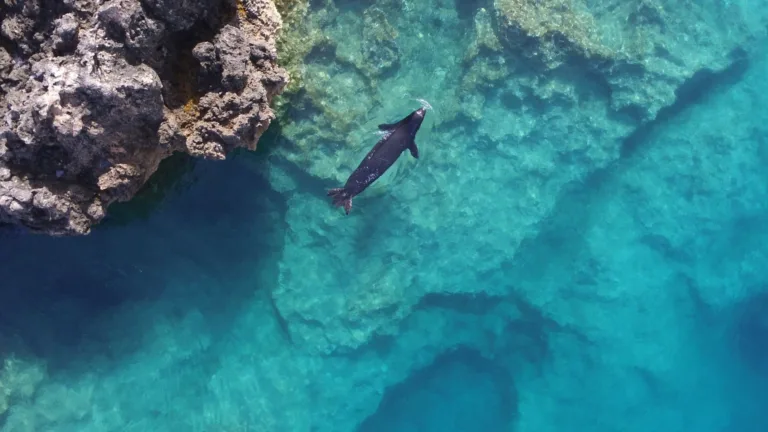 Rare seals retreat to caves to escape tourists in Greece