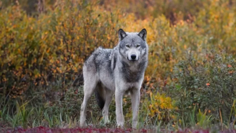 Greece identifies its first wolf-dog hybrid