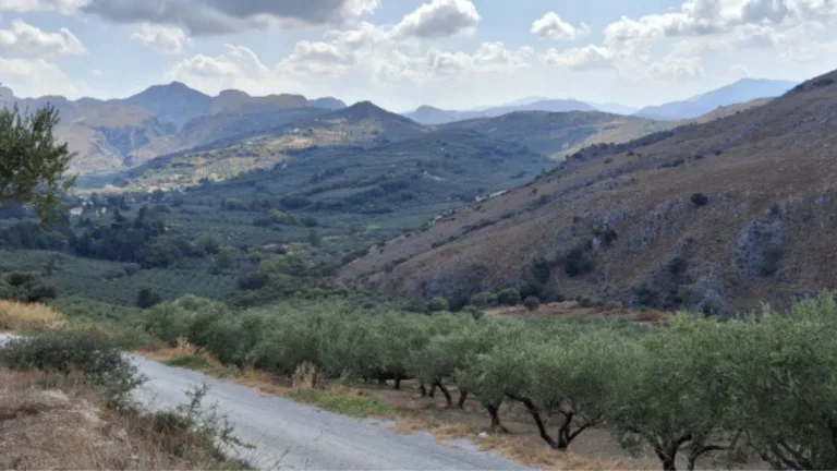 Cretan extra virgin olive oil gets new PGI quality status