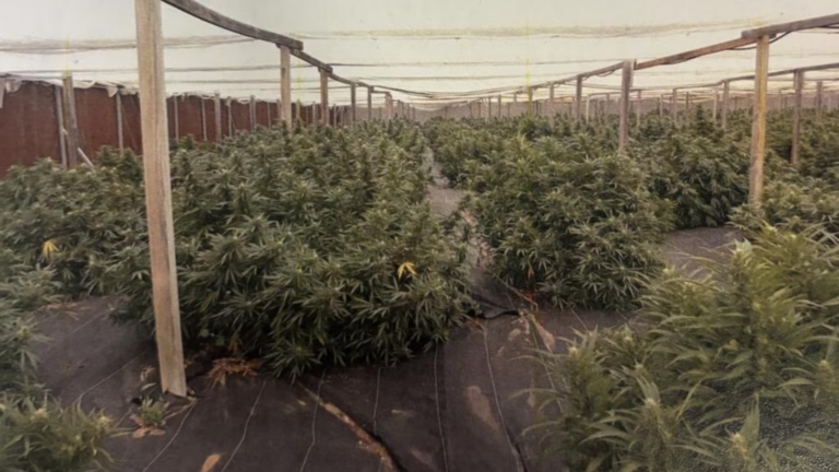Evangelos Stabelos sentenced for cannabis operation in Adelaide worth $1.1 million