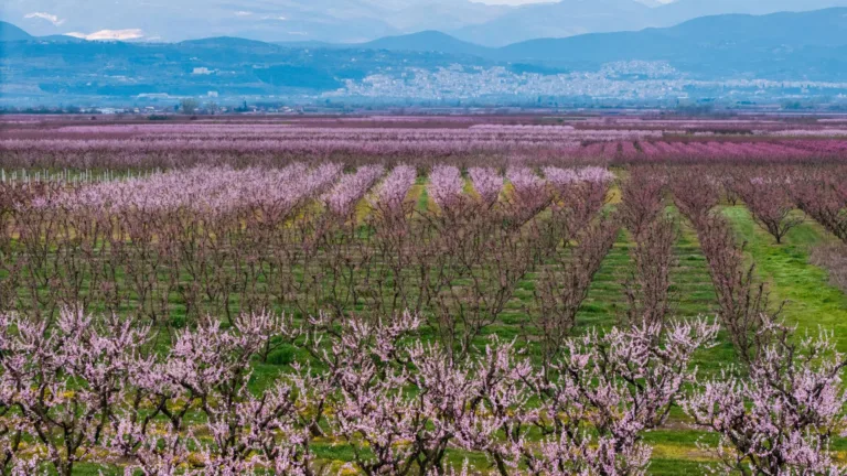 A sea of pink: Peach blossoms draw visitors to northern Greece each spring