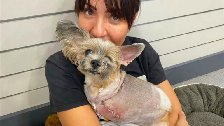 Wedding dress designer Mary Ioannidis’ court win after 2020 dog attack