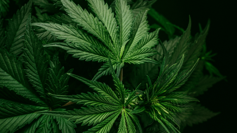 Cannabis use among Greek teens reaches 25-year high